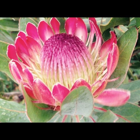 Meet your Posher, Eva - Picture 1 of 1